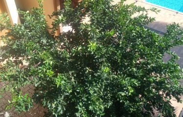 Amplo imóvel na Serra da Cantareira